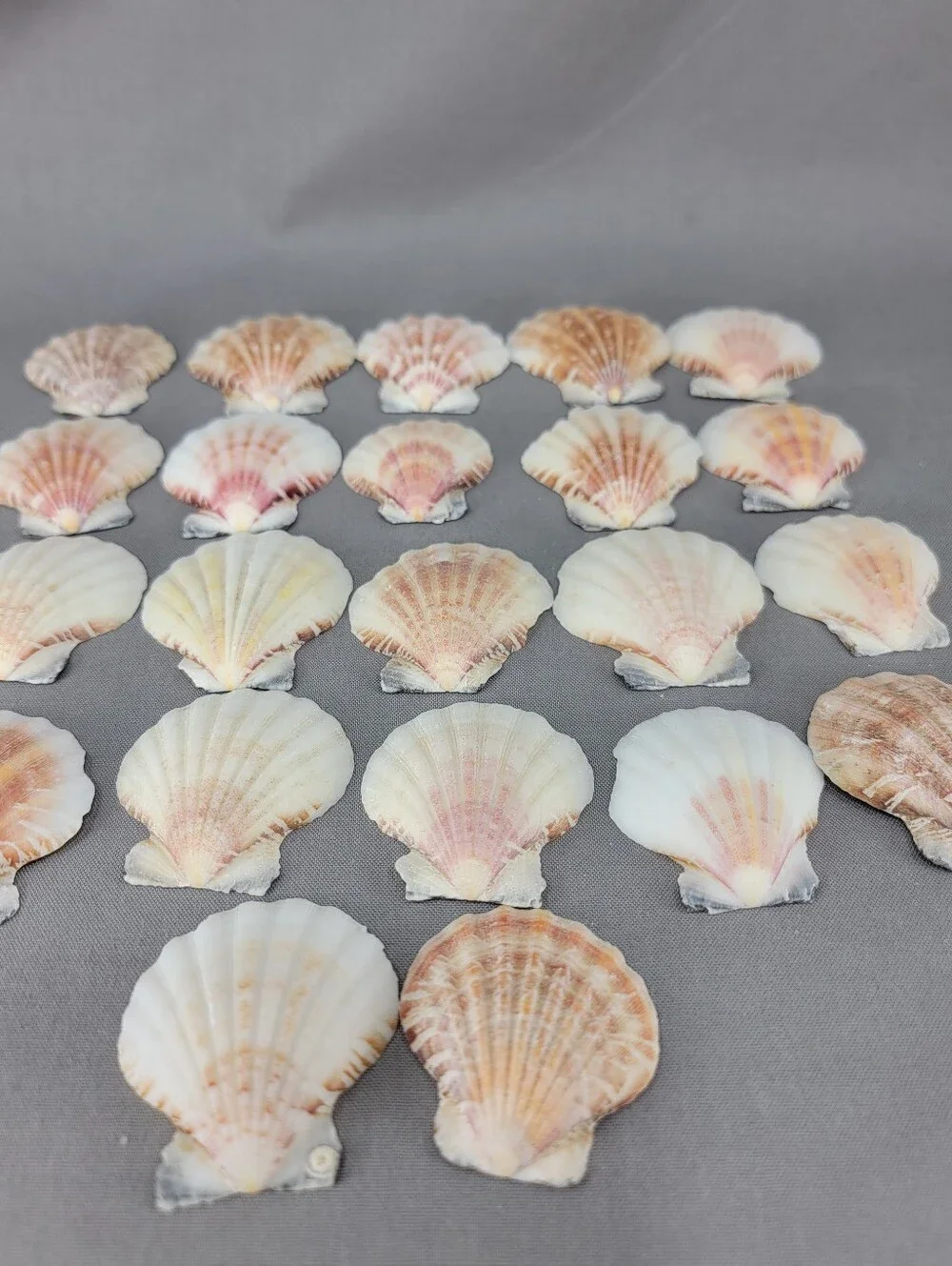 Scallop Shell Seashell Crafts Coastal Beach Decor Miscellaneous Lot